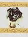 Cy Twombly: Photographs by Vincent Katz ISBN 382960078X