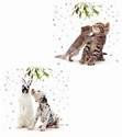 Christmas Kiss Twin design Christmas Cards