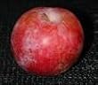 Pluot Tree Five Gallon