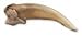 American Badger Claw (4.5cm) (Natural Bone Quality A)