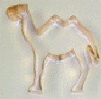 Camel with 2 Humps