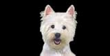 AIRBRUSHED LICENSE PLATES - WEST HIGHLAND TERRIER - #1440