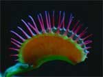 Fang Venus Flytrap-large, Carnivorous Plant