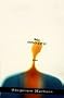 Mr Cogito (Modern European Poetry)