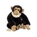 Chimpanzee