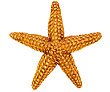 Orange Starfish