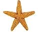 Orange Starfish