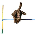 Clix Dog Agility Hurdle