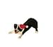 Border Collie Sandicast Holiday Ornament
