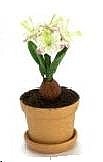 Dollhouse Miniature White Flowering Amaryllis