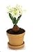 Dollhouse Miniature White Flowering Amaryllis