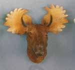 Moose Head Magnet