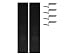 Olevia - Speaker bezel kit