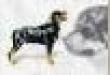 Rottweiler Card Tin (15) Notecards & Envelopes