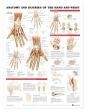 Anatomy and Injuries of the Hand and Wrist Anatomical Chart Laminated