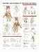 Anatomy and Injuries of the Hand and Wrist Anatomical Chart Laminated