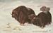 ARCTIC ANTARCTICA musk ox oxen Maude Scrivener