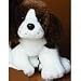 Douglas - Sydney Springer Spaniel Pup