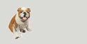AIRBRUSHED LICENSE PLATES - ENGLISH BULLDOG - #333
