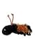 Toys : Woolly Bear Caterpillar