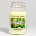 Yankee Candle - 22 oz. Candle Jar Featured Scent SWEET HONEY SUCKLE