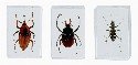 Black Longhorn Beetle Paperweight