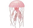 Pelagia Jellyfish