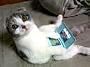 Nintendo DS Lite