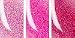 Beauty : DuWop Venom Rocks