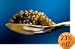 Classic Grey Sevruga Caviar 'Malossol' - 4.4 lb/2 kg, Caspian Russian.... (FREE OVERNIGHT DELIVERY) .. Party Size !
