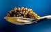 Classic Grey Sevruga Caviar 'Malossol' - 2.2 lb/1 kg, Caspian Russian.... (FREE OVERNIGHT DELIVERY) .. Party Size !