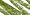 Olive Green 203