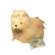 Yorkie Lil Kinz Dog