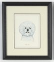 Bichon Frise
