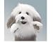   - Sheepdog Stage Puppet