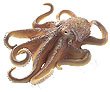 Schleich Octopus