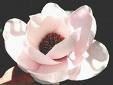 Atlas Flowering Magnolia Tree Five Gallon