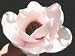 Atlas Flowering Magnolia Tree Five Gallon
