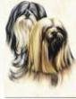 Lhasa Apso Card Tin (15) Notecards & Envelopes