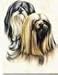 Lhasa Apso Card Tin (15) Notecards & Envelopes