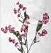 Baby Breath Stem-Mauve