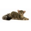 North American Ringtail By Hansa