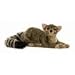 North American Ringtail