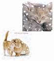 Christmas Cuddles Rabbit & Kitten Luxury Christmas Card Pack