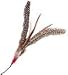 Pet Supplies : Da Bird Refill Replacement Feathers
