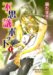 不思議ポット (1)