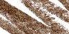 Sephora Brand Nano Eyeliner 06 Glitter Brown
