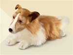 Yomiko Collie Large