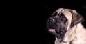 AIRBRUSHED LICENSE PLATES -BULLMASTIFF - #334