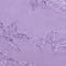 Dark violet
